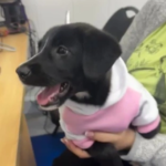 Servicio de Hospitalización Veterinaria en Medellín en el Centro Veterinario Envigado