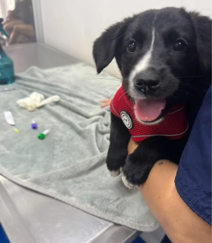 Servicio de Consulta Veterinaria en Medellín en el Centro Veterinario Envigado