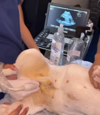 Servicio de Ecografía Veterinaria en Medellín en el Centro Veterinario Envigado