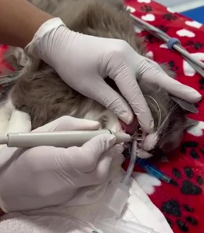 Servicio de Ontología Veterinaria en Medellín en el Centro Veterinario Envigado