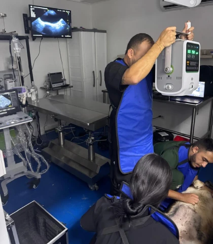 Servicio de Radiografía Veterinaria en Medellín en el Centro Veterinario Envigado