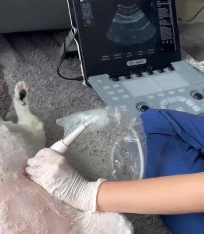 Servicio Veterinaria a Domicilio en Medellín en el Centro Veterinario Envigado