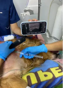 Monitoreo de paciente durante cirugía veterinaria profesional