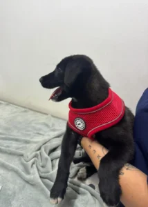 Examen físico profesional en consulta veterinaria