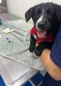 Consulta veterinaria para revisión general de mascotas