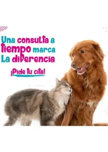 Consulta veterinaria preventiva para perros y gatos