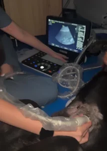 Ecografía veterinaria portátil