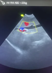 Imagen ecográfica veterinaria