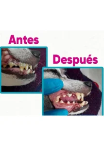 Resultados de tratamiento odontológico veterinario