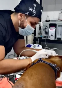 Atención odontológica para mascotas