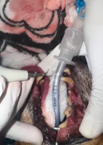 Limpieza dental veterinaria profesional