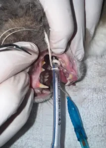 Atención odontológica para gatos