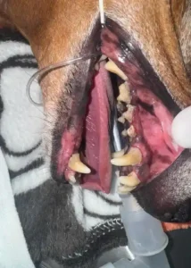 Atención odontológica para perros