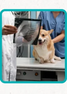 Radiografía veterinaria en perros