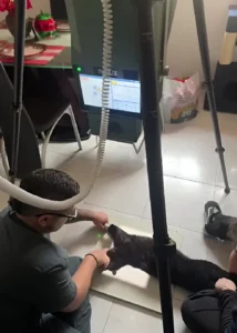 Servicio clínico veterinario en casa