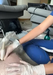 Atención veterinaria a domicilio