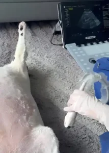 Diagnóstico veterinario a domicilio